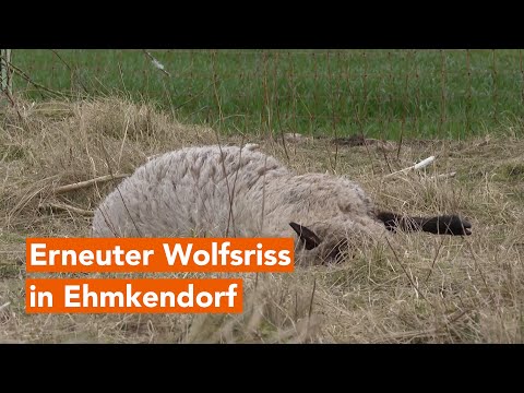 MV-Spezial: Erneuter Wolfsriss in Ehmkendorf