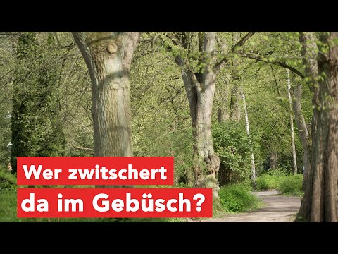 Vogelarten entdecken – Führung über den Wismarer Friedhof