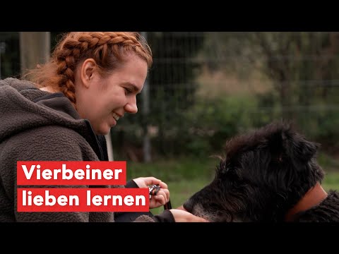 Tierheimfest: das Tierheim in Dorf Mecklenburg lädt ein!