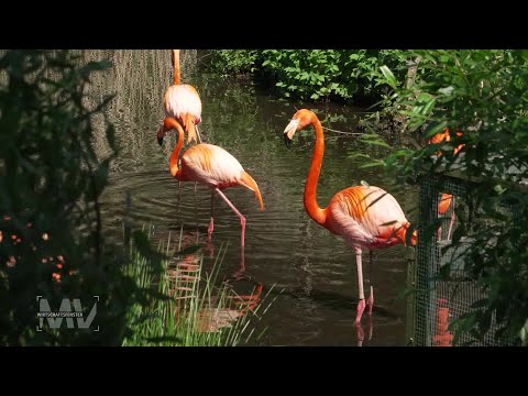 Modernes Winterhaus für 28 Flamingos im Zoo Schwerin