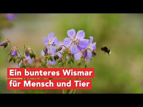 Ein bunteres Wismar für Mensch und Tier