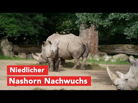 Nashorn-Nachwuchs im Zoo Schwerin