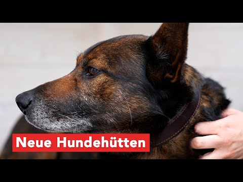 Hunde freuen sich über neue Behausung