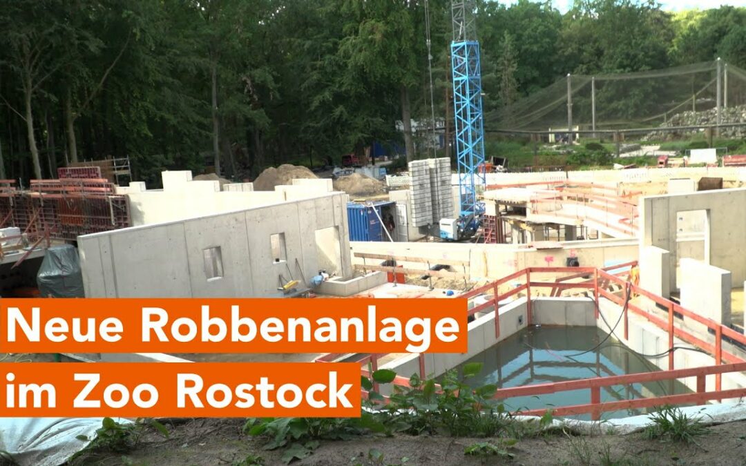 Robbenanlage im Rostocker Zoo nimmt Gestalt an