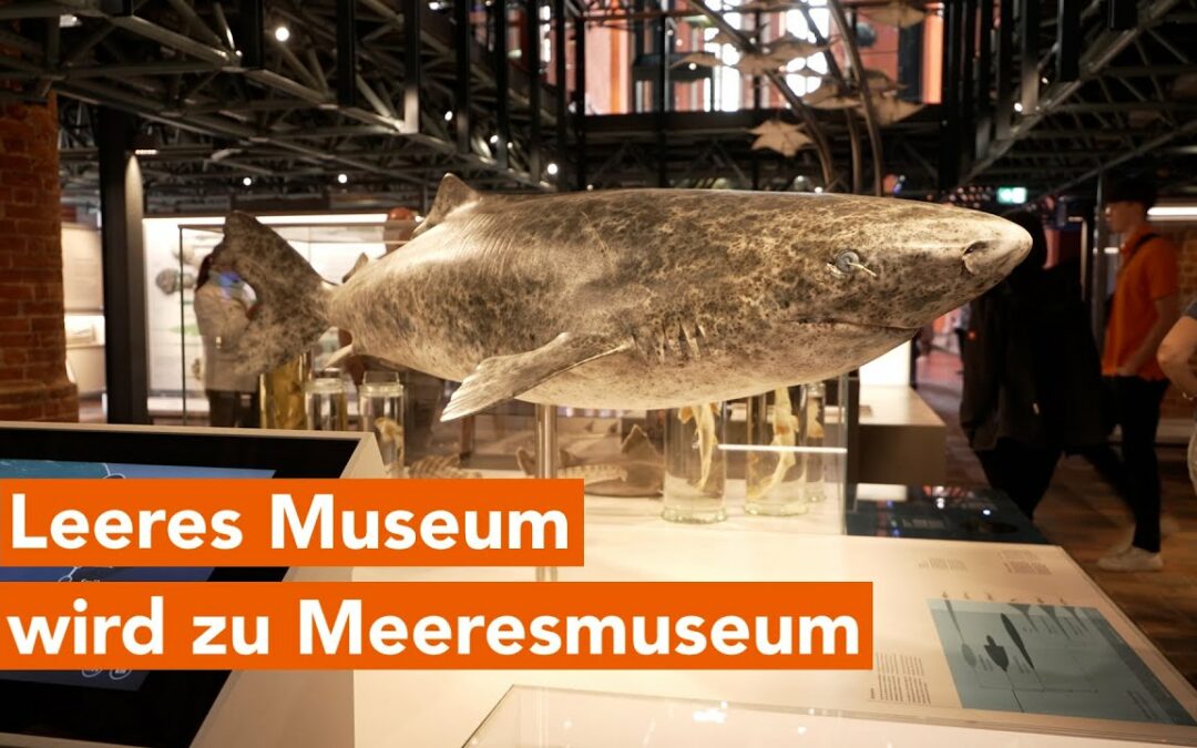 Meeresmuseum Stralsund nach umfangreicher Modernisierung wiedereröffnet