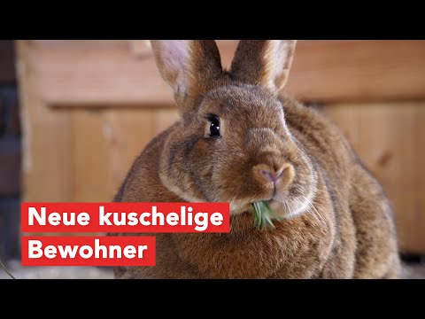 Tierpark Wismar: Von Kaninchen, Kälbern und Ziegen