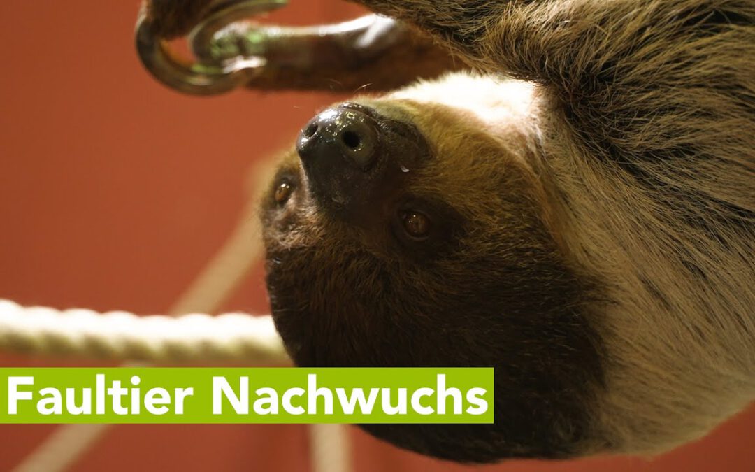 Zoo Schwerin freut sich über gesunden Nachwuchs