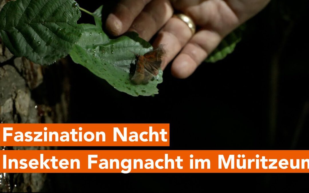 Von Staub-Eule und Schwarzem C – Insekten-Fangnacht im Müritzeum zeigt Welt der Nachtfalter