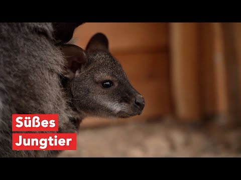 Wirtschaftsfenster M-V: Känguru-Nachwuchs im Tierpark Wismar