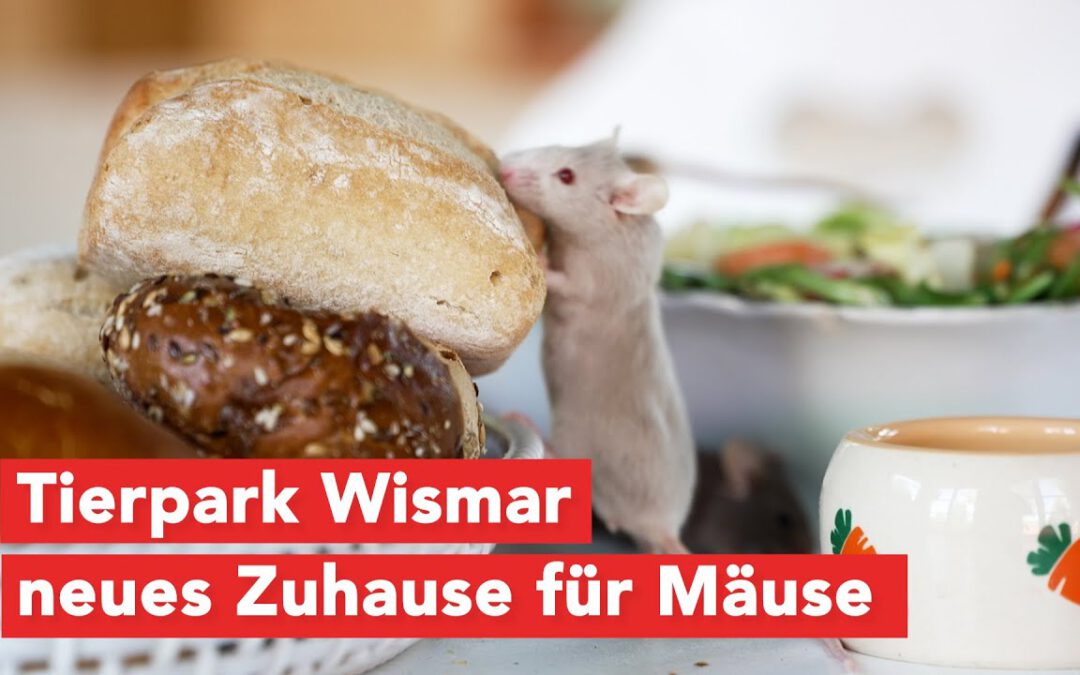 Neue Mäuse-Hütte für Tierpark Wismar