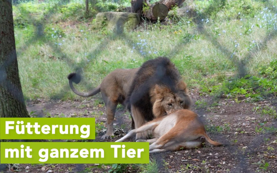 Löwenfütterung mit Beutetier: Zoo Schwerin zeigt natürliche Raubtierhaltung