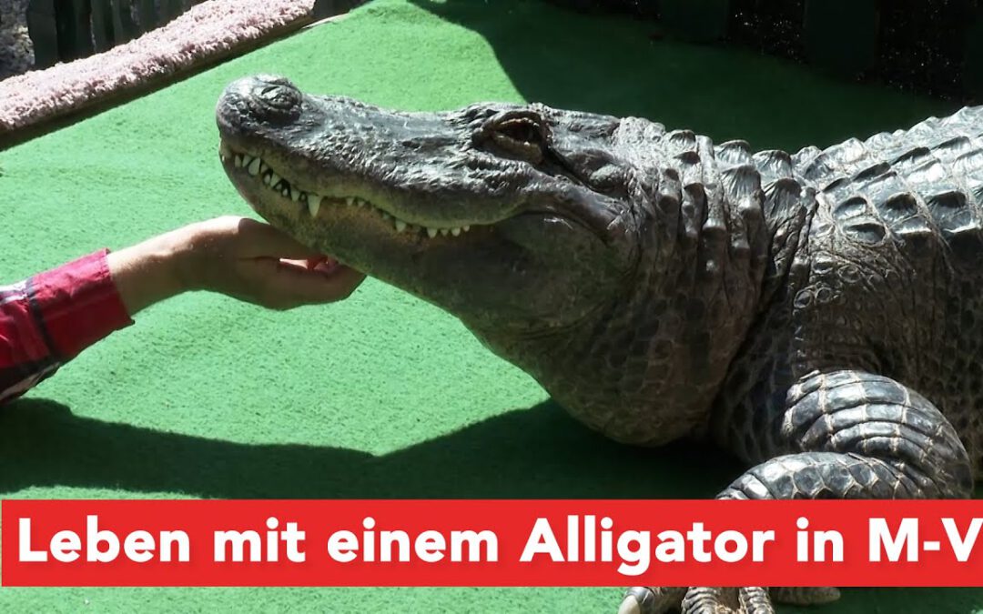Vom Zirkus in den Garten: Ein Alligator als Haustier – mitten in Mecklenburg