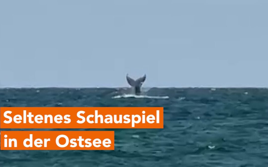 Buckelwal vor Rügen gesichtet – Naturwunder mit Risiko?
