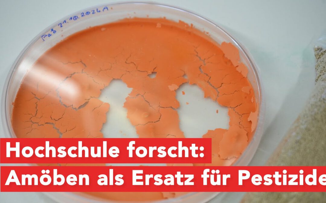 Hochschule forscht: Amöben als Ersatz für Pestizide