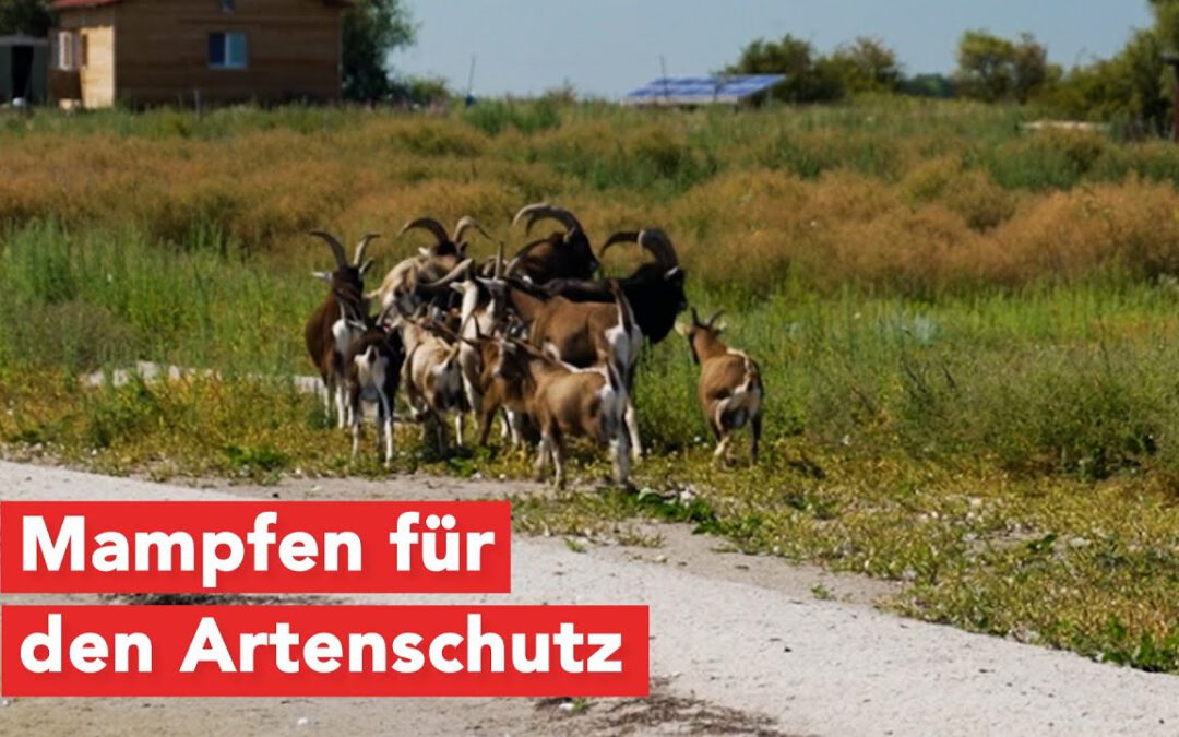 Mit dem Landungsboot zum Einsatzort: Ziegentransport zur Insel Walfisch